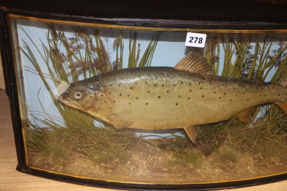 An early 20th century J. Cooper & Sons taxidermic trout, in bowfront glazed cased, width 68cm height 34cm